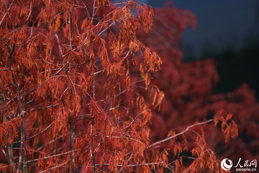 落羽杉羽毛般的树叶渐渐泛红。人民网 陈博摄
