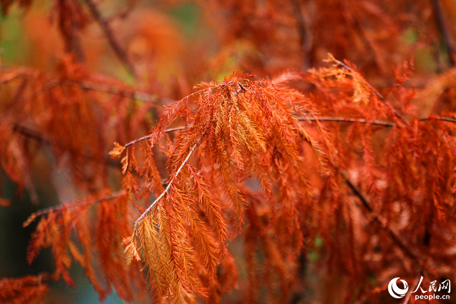 落羽杉羽毛般的树叶渐渐泛红。人民网 陈博摄