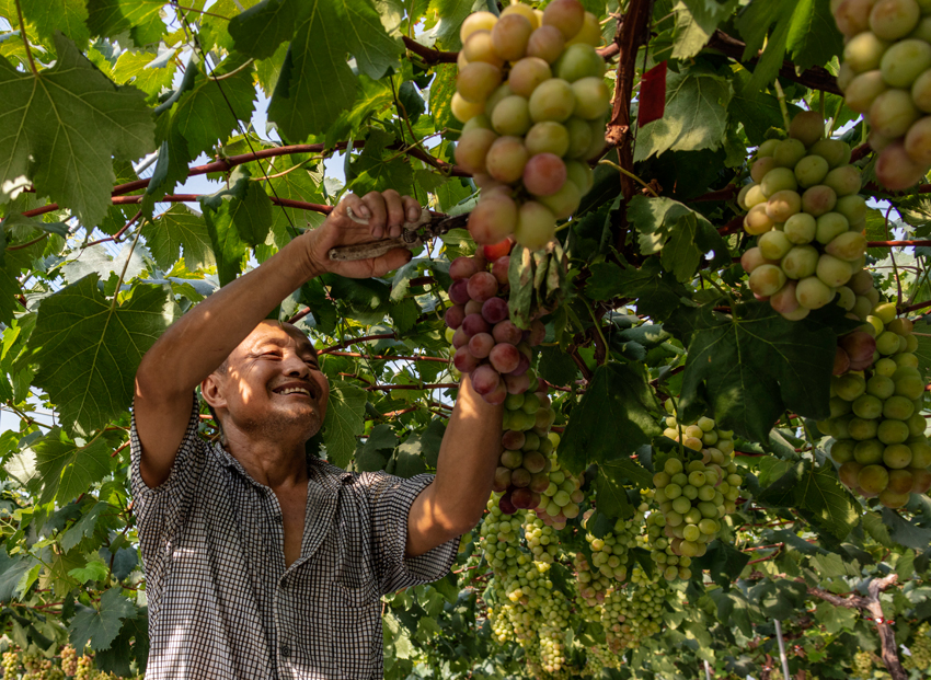 德阳广汉，农民收获葡萄。