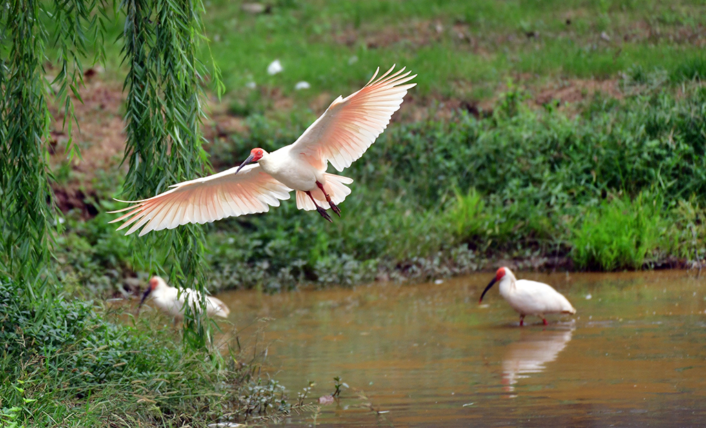 9月22日，一只朱鹮在洋县纸坊街道草坝村朱鹮保护区的稻田旁边河滩飞过。