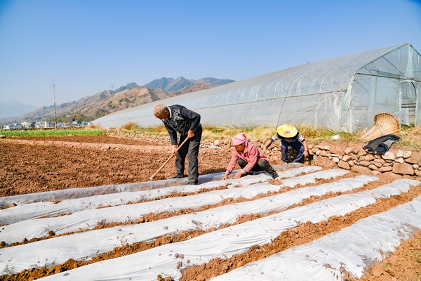 贵州威宁1500亩早熟玉米种植拉开春耕大幕